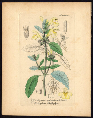 Antique Botanical Print-DOWNY HEMPNETTLE-GALEOPSIS SEGETUM-Artus-Kirchner-1848