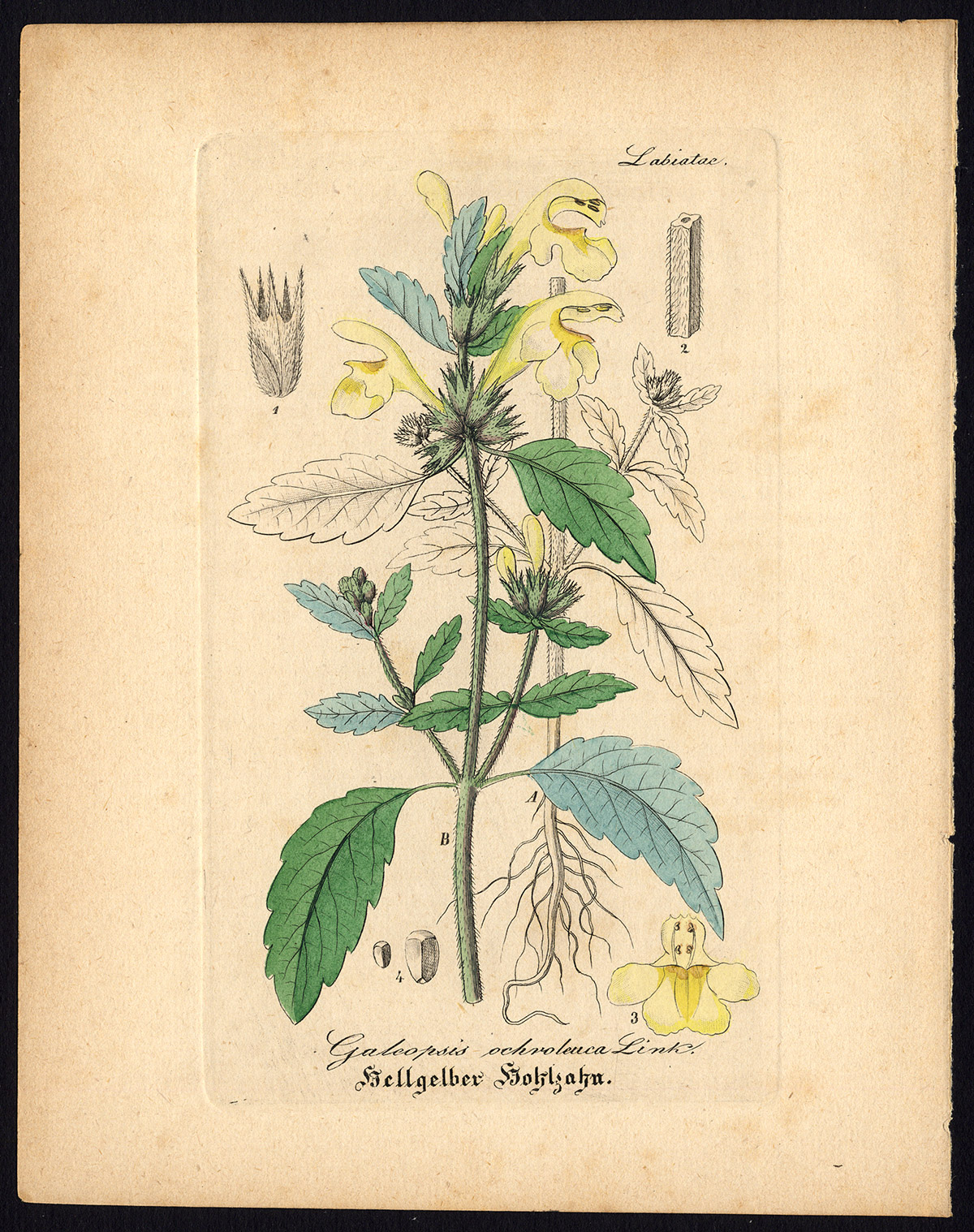 , Antique Botanical Print-DOWNY HEMPNETTLE-GALEOPSIS SEGETUM-Artus-Kirchner-1848, Pictura Antique Prints