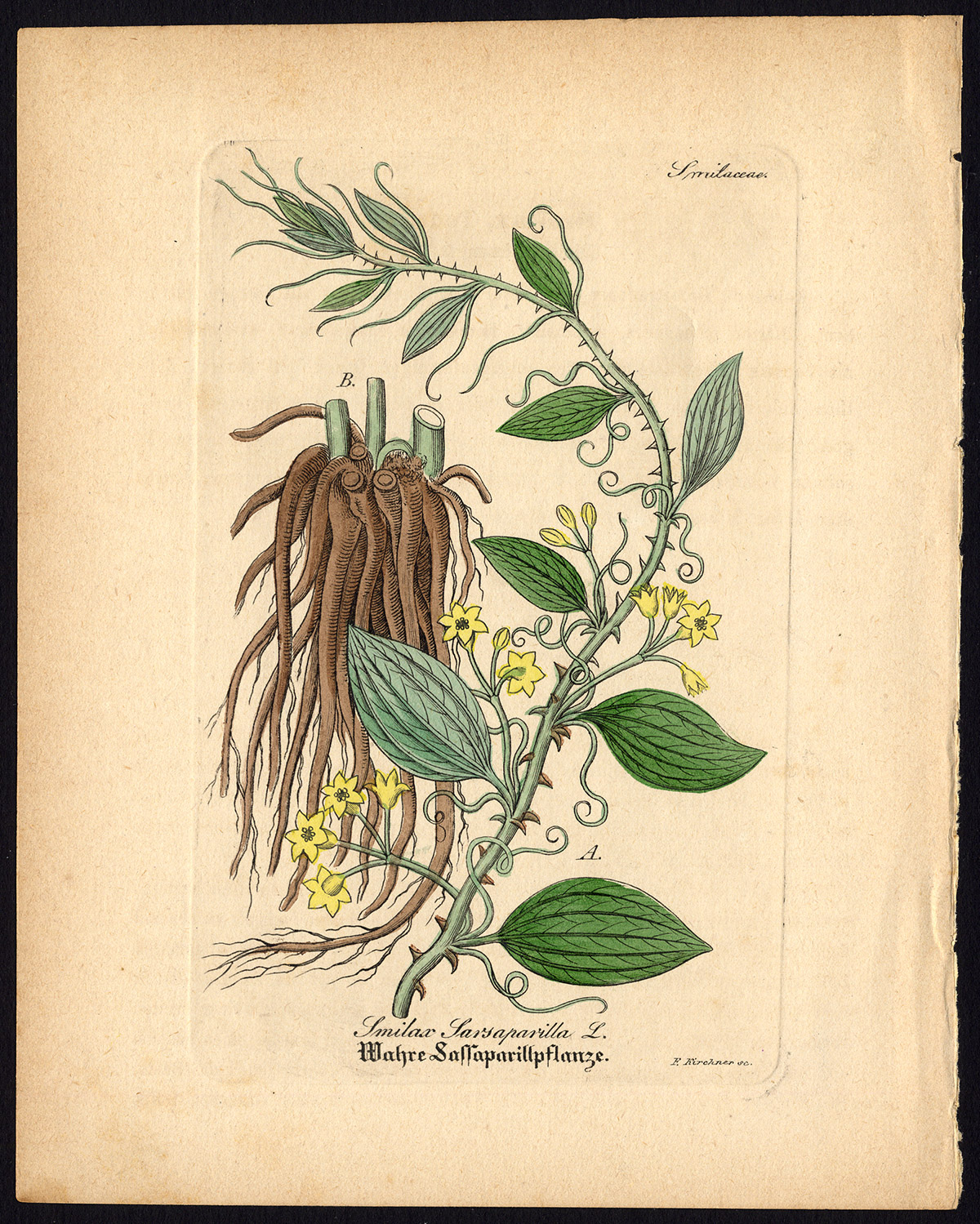, Rare Antique Botanical Print-SARSAPARILLA-SMILAX REGELII-Artus-Kirchner-1848, Pictura Antique Prints