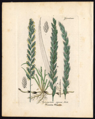 Rare Antique Botanical Print-AGROPYRUM REPENS-COUCH GRASS-Artus-Kirchner-1848