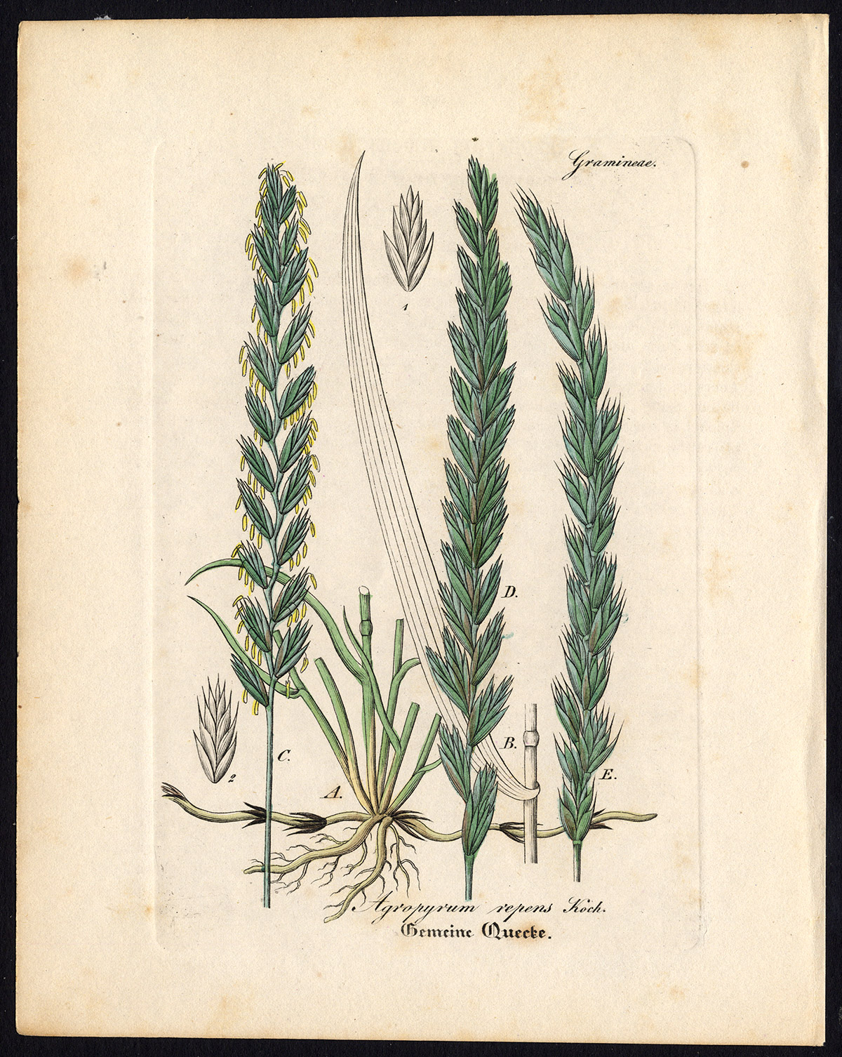 Ab2879 416x522 Rare Antique Botanical Print-AGROPYRUM REPENS-COUCH GRASS-Artus-Kirchner-1848