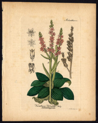 Rare Antique Botanical Print-VERATRUM SABADILLA-HELLEBORE-Artus-Kirchner-1848