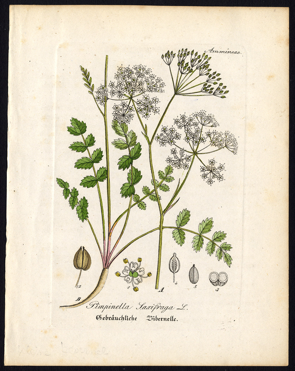 , Rare Antique Botanical Print-BURNET SAXIFRAGE-PIMPINELLA-Artus-Kirchner-1848, Pictura Antique Prints