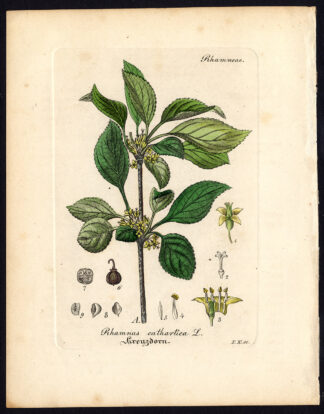 Rare Antique Botanical Print-RHAMNUS CATHARTICA-BUCKTHORN-Artus-Kirchner-1848