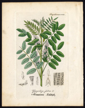 Rare Antique Botanical Print-GLYCYRRHIZA GLABRA-LIQUORICE-Artus-Kirchner-1848