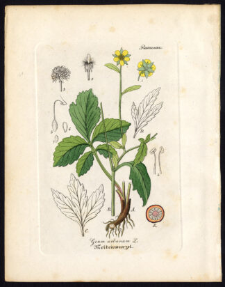 Rare Antique Botanical Print-GEUM URBANUM-WOOD AVENS-Artus-Kirchner-1848