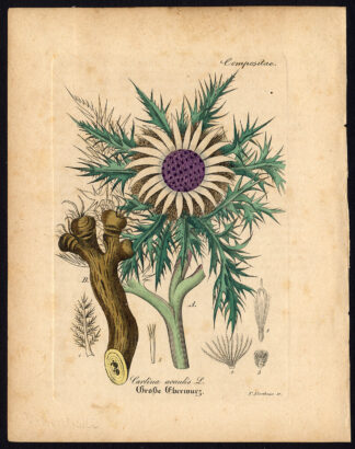 Rare Antique Botanical Print-CARLINA ACAULIS-CARLINE THISTLE-Artus-Kirchner-1848