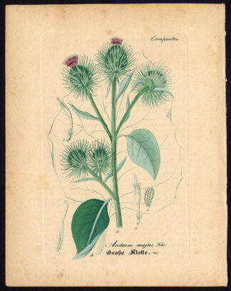 Rare Antique Botanical Print-ARCTIUM LAPPA-GREATER BURDOCK-Artus-Kirchner-1848