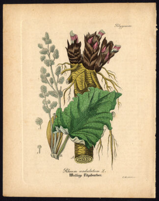 Rare Antique Botanical Print-RHUBARB-RHEUM UNDULATUM-Artus-Kirchner-1848