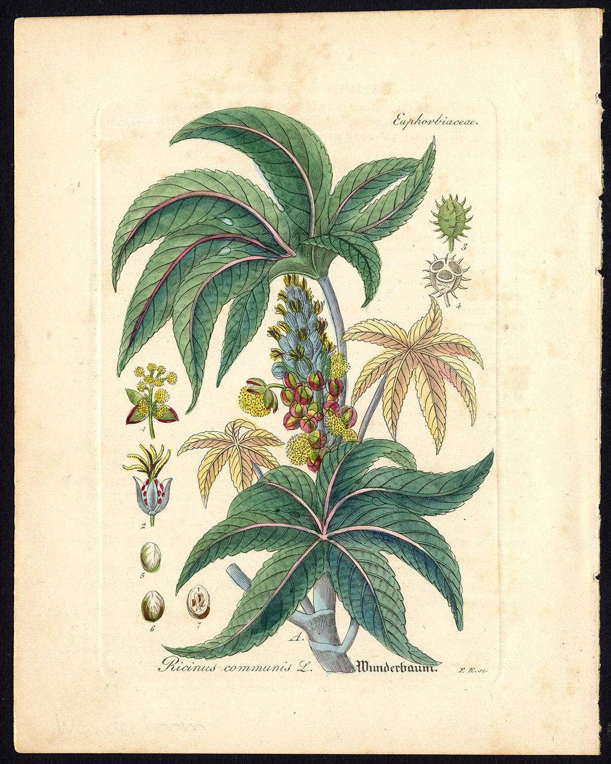 , Antique Botanical Print-CASTOR OIL PLANT-RICINUS COMMUNIS-Artus-Kirchner-1848, Pictura Antique Prints