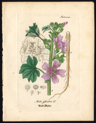 Rare Antique Botanical Print-COMMON MALLOW-MALVA SYLVESTRIS-Artus-Kirchner-1848