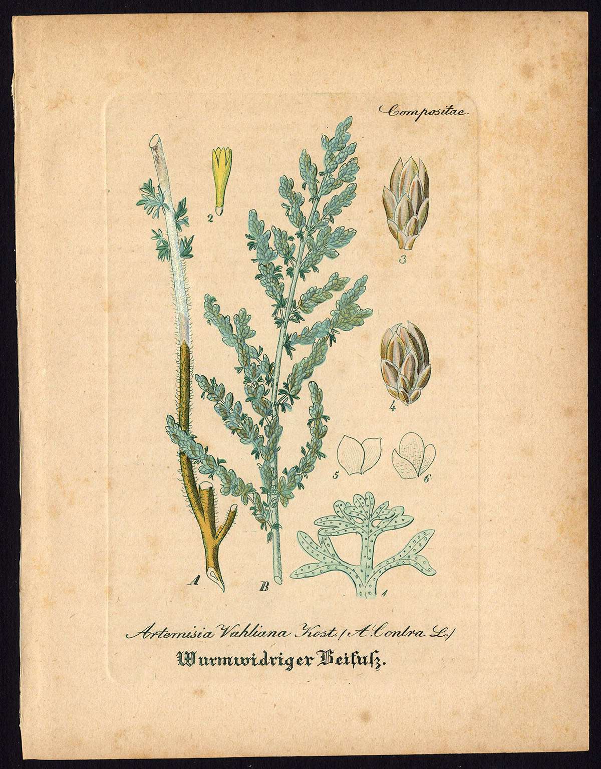 , Rare Antique Botanical Print-ARTEMISIA VAHLIANA-LONTRA-Artus-Kirchner-1848, Pictura Antique Prints