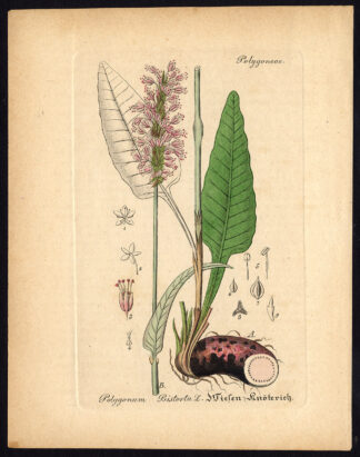 Rare Antique Botanical Print-POLYGONUM BISTORTA-COMMON-Artus-Kirchner-1848