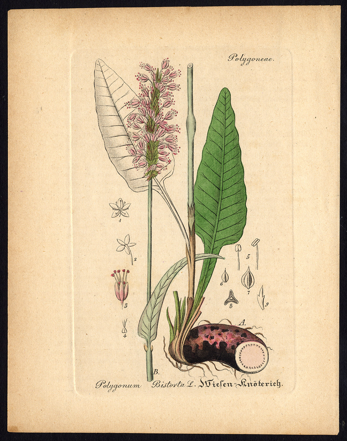 , Rare Antique Botanical Print-POLYGONUM BISTORTA-COMMON-Artus-Kirchner-1848, Pictura Antique Prints