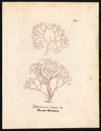 Rare Antique Botanical Print-ALGAE-SPHEROCOCCOS CRISPUS-Artus-Kirchner-1848