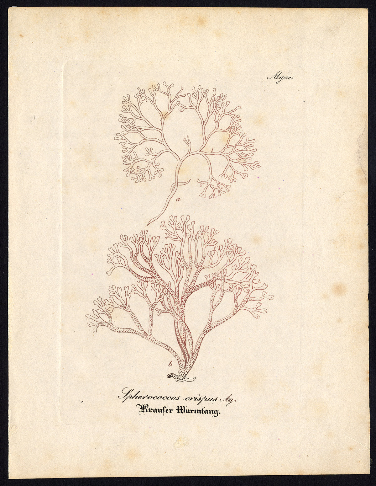 , Rare Antique Botanical Print-ALGAE-SPHEROCOCCOS CRISPUS-Artus-Kirchner-1848, Pictura Antique Prints