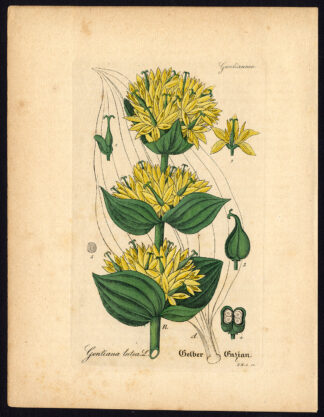 Rare Antique Botanical Print-GREAT YELLOW-GENTIANA LUTEA-Artus-Kirchner-1848