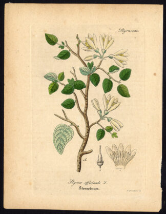 Rare Antique Botanical Print-STYRAX OFFICINALE-Artus-Kirchner-1848