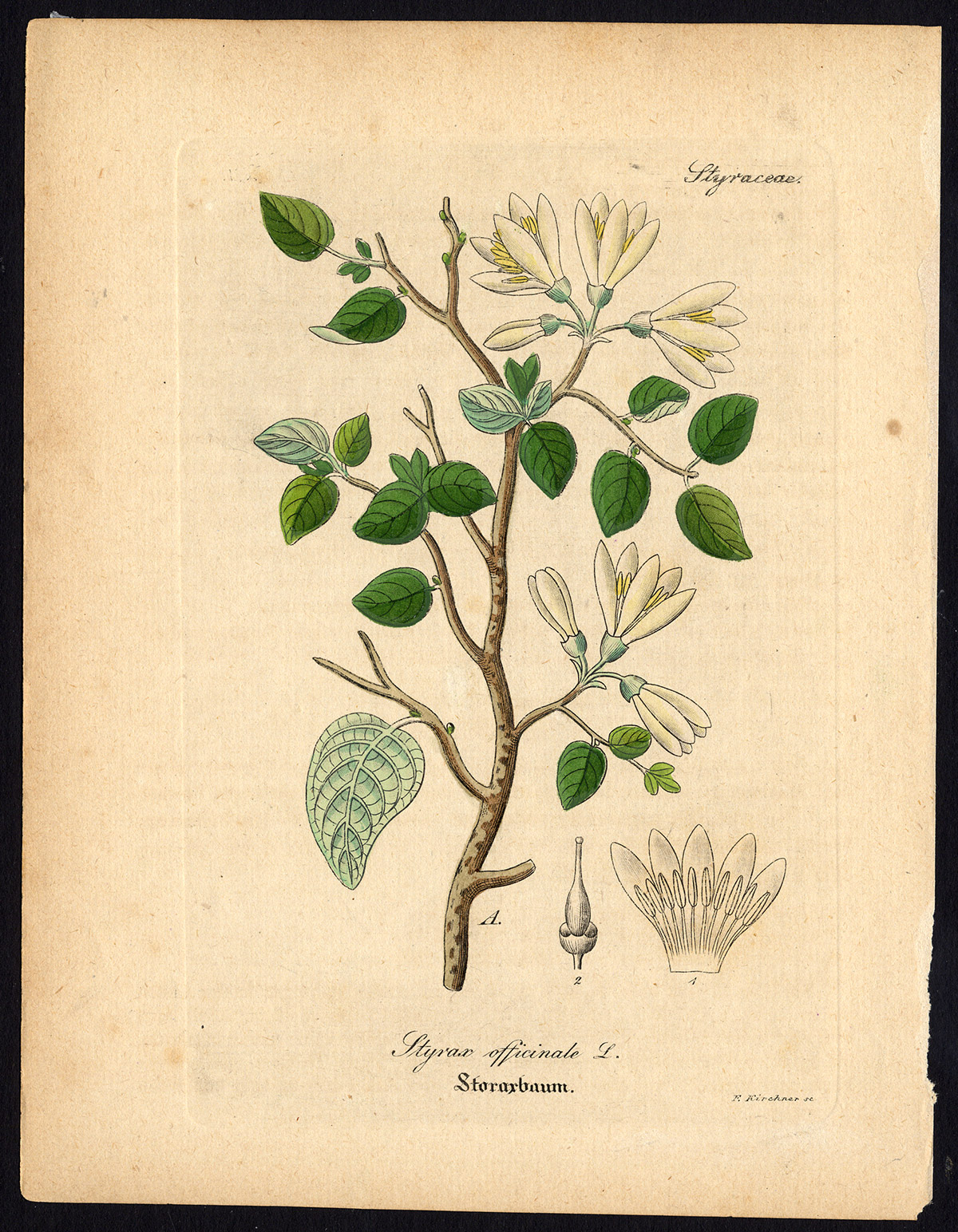 , Rare Antique Botanical Print-STYRAX OFFICINALE-Artus-Kirchner-1848, Pictura Antique Prints