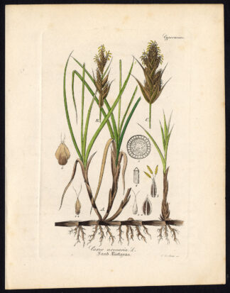 Rare Antique Botanical Print-SAND SEDGE-CAREX ARENARIA-Artus-Kirchner-1848
