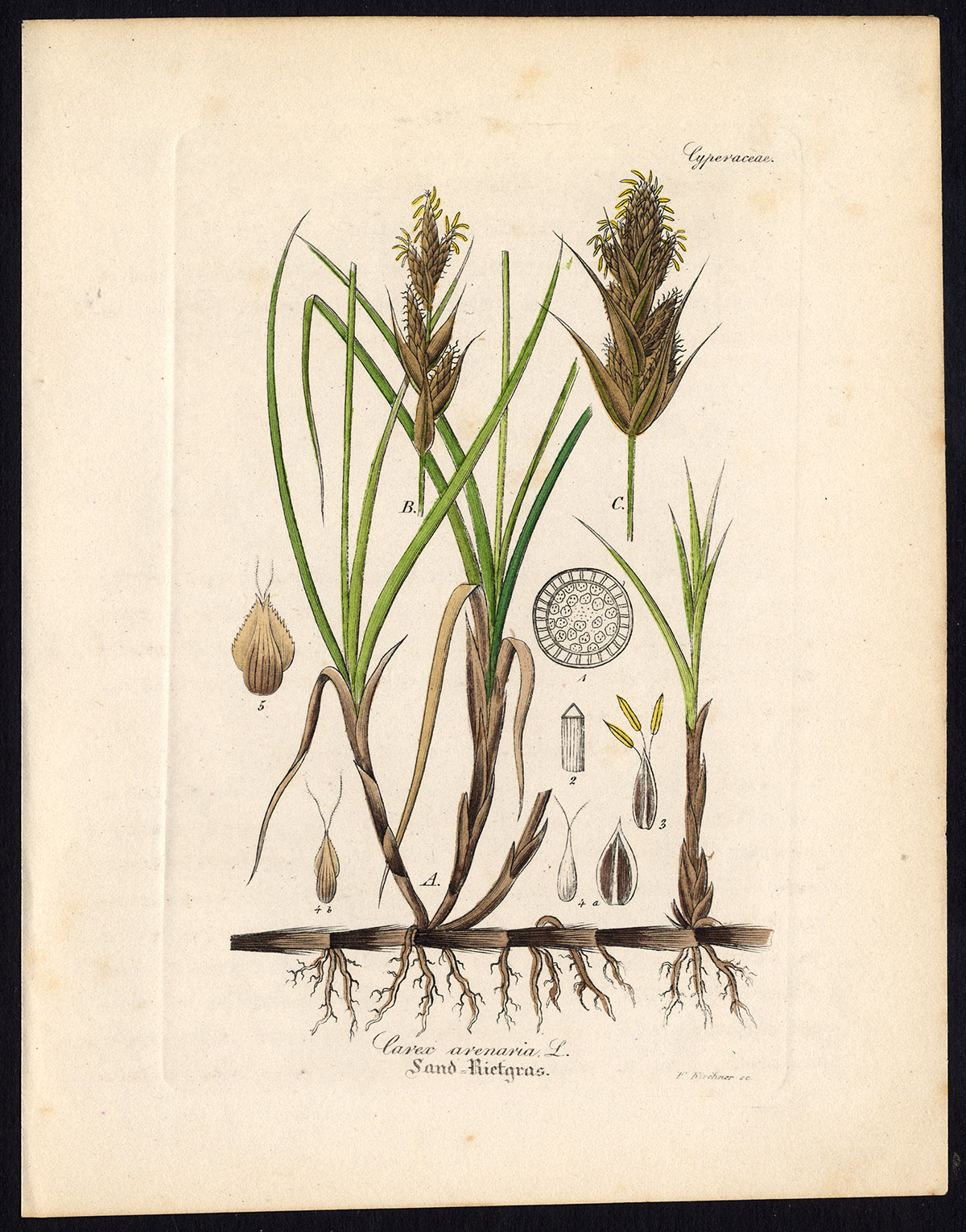 , Rare Antique Botanical Print-SAND SEDGE-CAREX ARENARIA-Artus-Kirchner-1848, Pictura Antique Prints