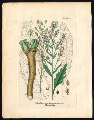 Antique Botanical Print-SCURVY GRASS-COCHLEARIA ARMORACIA-Artus-Kirchner-1848