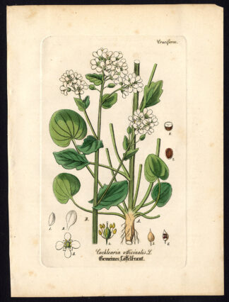 Antique Botanical Print-SCURVY GRASS-COCHLEARIA OFFICINALIS-Artus-Kirchner-1848