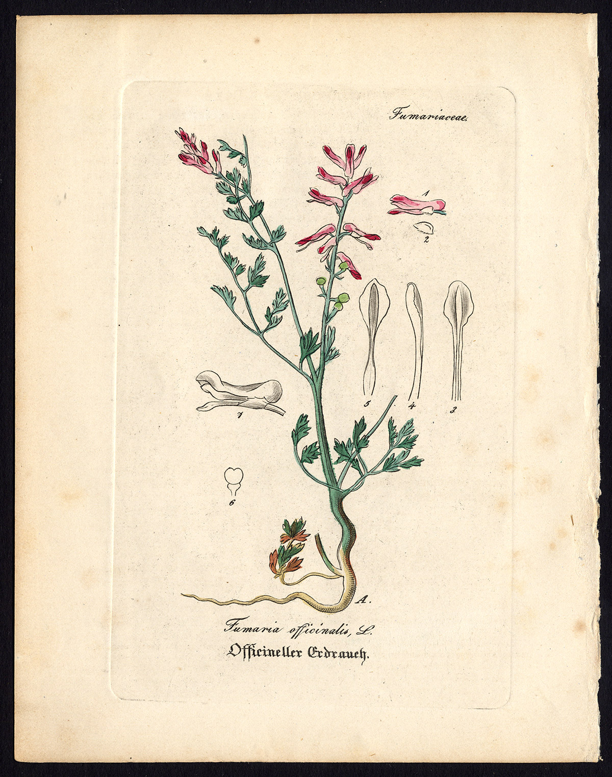 , Rare Antique Botanical Print-FUMARIA OFFICINALIS-FUMITORY-Artus-Kirchner-1848, Pictura Antique Prints