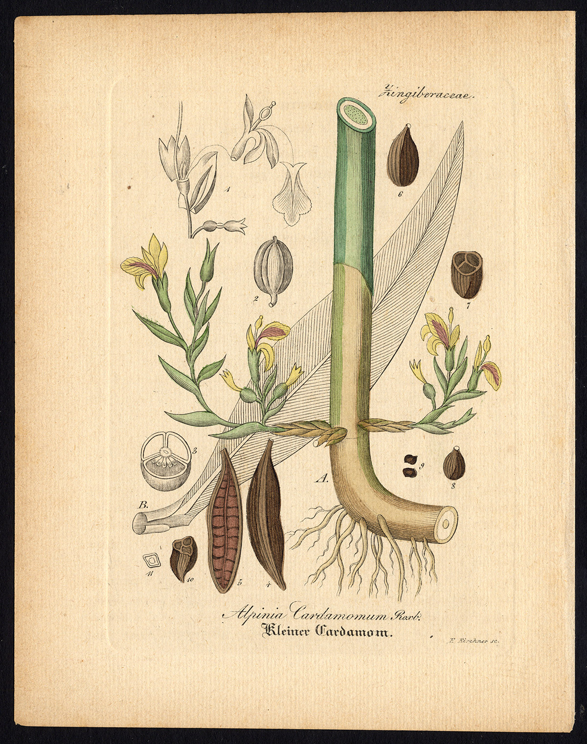, Rare Antique Botanical Print-ALPINIA CARDAMOMUM-CARDAMON-Artus-Kirchner-1848, Pictura Antique Prints