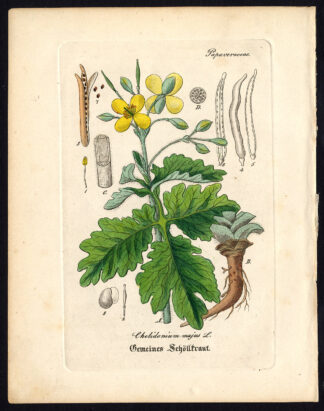 Rare Antique Botanical Print-GREATER CELANDINE-TETTERWORT-Artus-Kirchner-1848