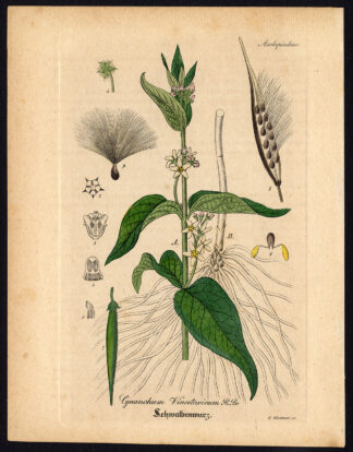 Rare Antique Botanical Print-SWALLOW WORT-VINCETOXICUM-Artus-Kirchner-1848