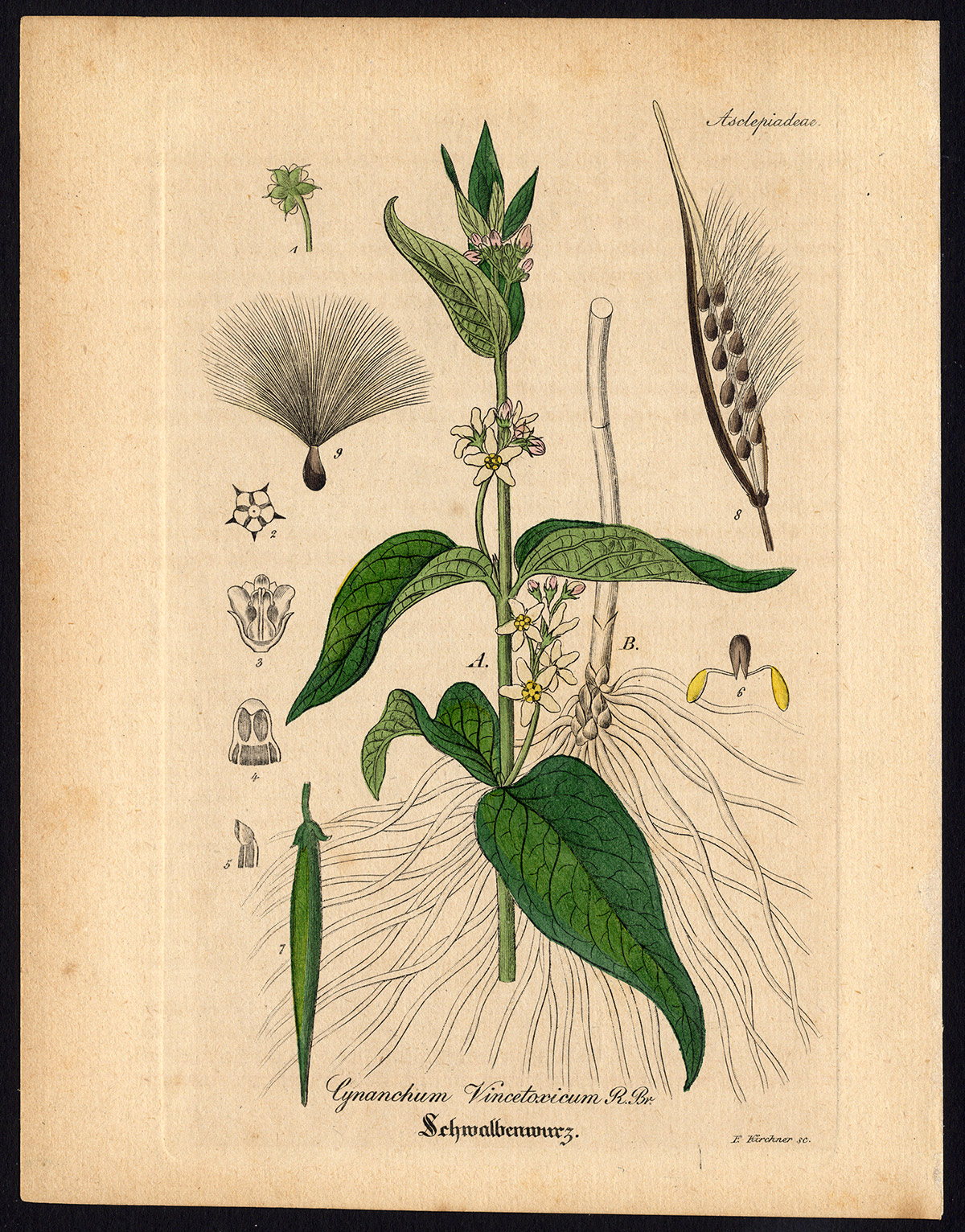 , Rare Antique Botanical Print-SWALLOW WORT-VINCETOXICUM-Artus-Kirchner-1848, Pictura Antique Prints