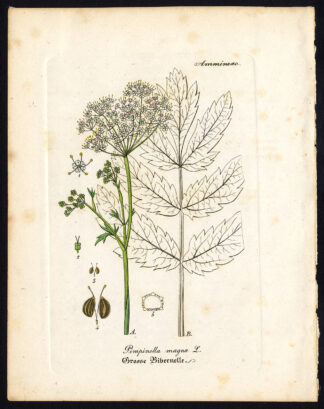 Antique Botanical Print-BURNET SAXIFRAGE-PIMPINELLA MAGNA-Artus-Kirchner-1848