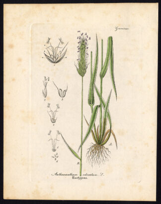 Rare Antique Botanical Print-SWEET VURNAL GRASS-VANILLA-HOLY-Artus-Kirchner-1848