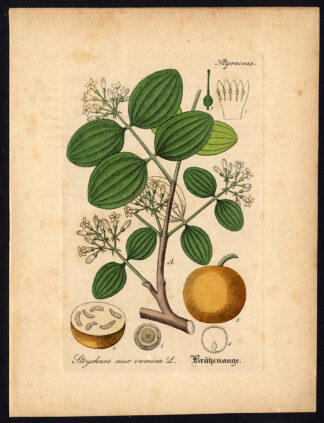 Rare Antique Botanical Print-STRYCHNOS NUX VOMICA-STRYCHNINE-Artus-Kirchner-1848