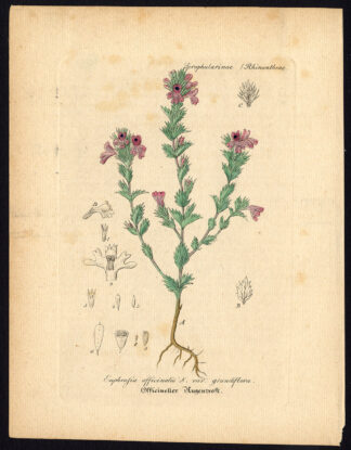 Rare Antique Botanical Print-EUPHRASIA OFFICINALIS-EYEBRIGHT-Artus-Kirchner-1848