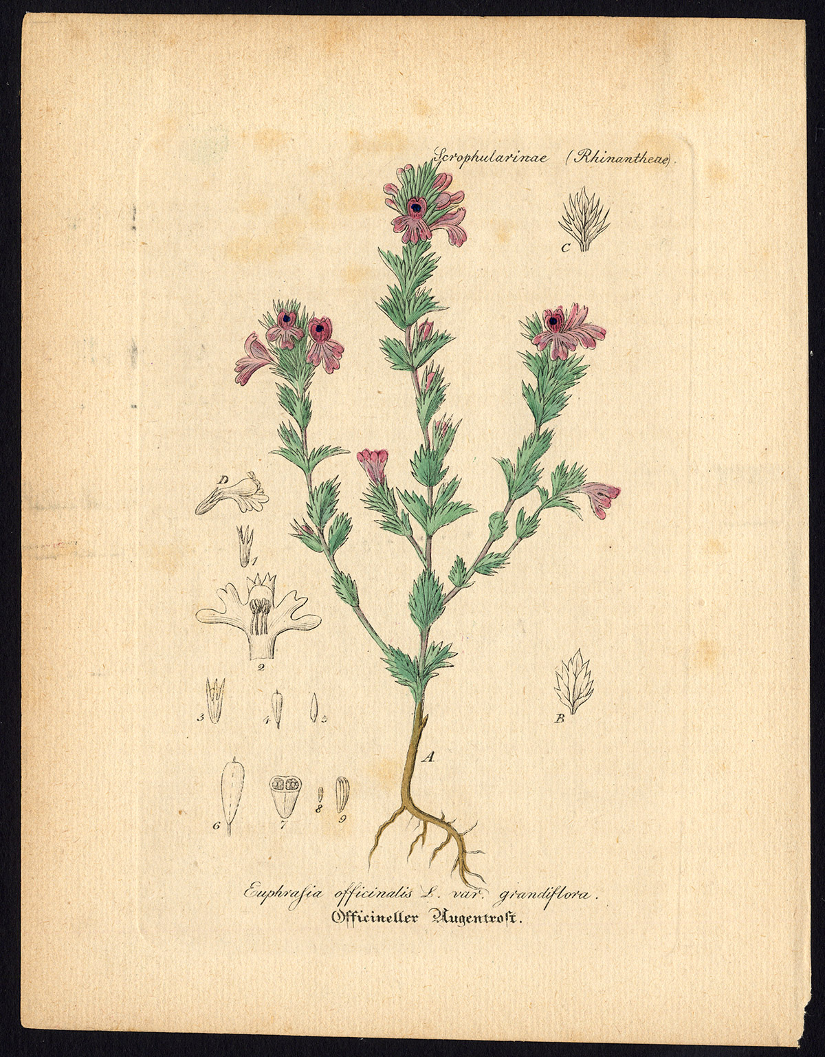 , Rare Antique Botanical Print-EUPHRASIA OFFICINALIS-EYEBRIGHT-Artus-Kirchner-1848, Pictura Antique Prints