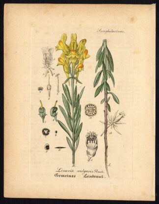 Antique Botanical Print-YELLOW TOADFLAX-LINARIA VULGARIS-Artus-Kirchner-1848