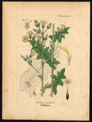 Rare Antique Botanical Print-LACTUCA VIROSA-WILD LETTUCE-Artus-Kirchner-1848