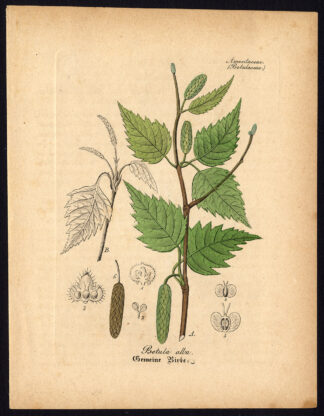 Rare Antique Botanical Print-WHITE BIRCH-BETULA ALBA-Artus-Kirchner-1848