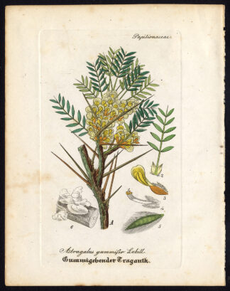 Rare Antique Botanical Print-ASTRAGALUS GUMMIFER-MILKVETCH-Artus-Kirchner-1848