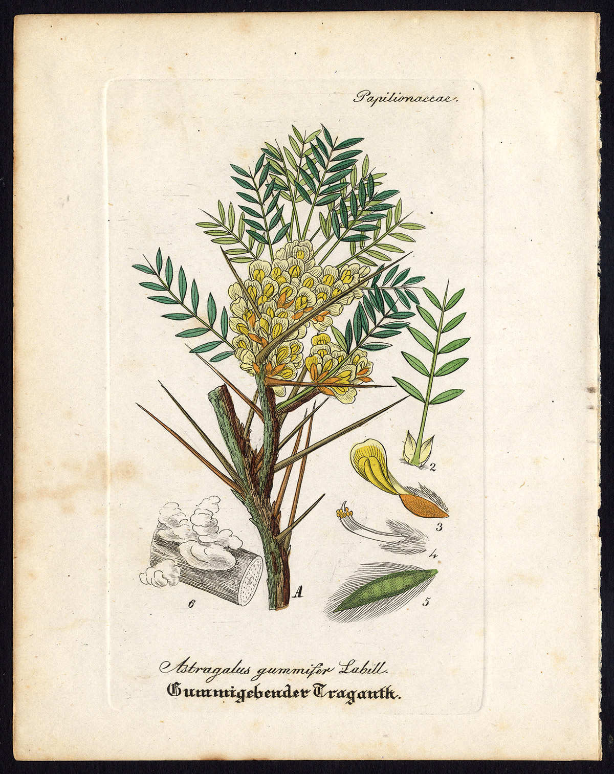 , Rare Antique Botanical Print-ASTRAGALUS GUMMIFER-MILKVETCH-Artus-Kirchner-1848, Pictura Antique Prints