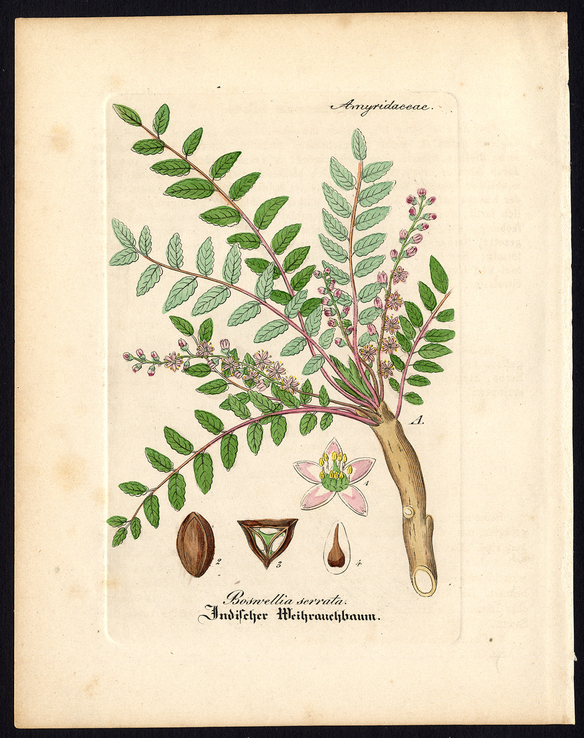 , Rare Antique Botanical Print-BOSWELLIA SERRATA-SALAI-Artus-Kirchner-1848, Pictura Antique Prints