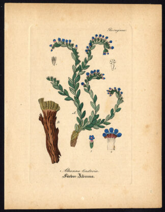 Rare Antique Botanical Print-ALKANET-DYERS' BUGLOSS-ALKANNA-Artus-Kirchner-1848