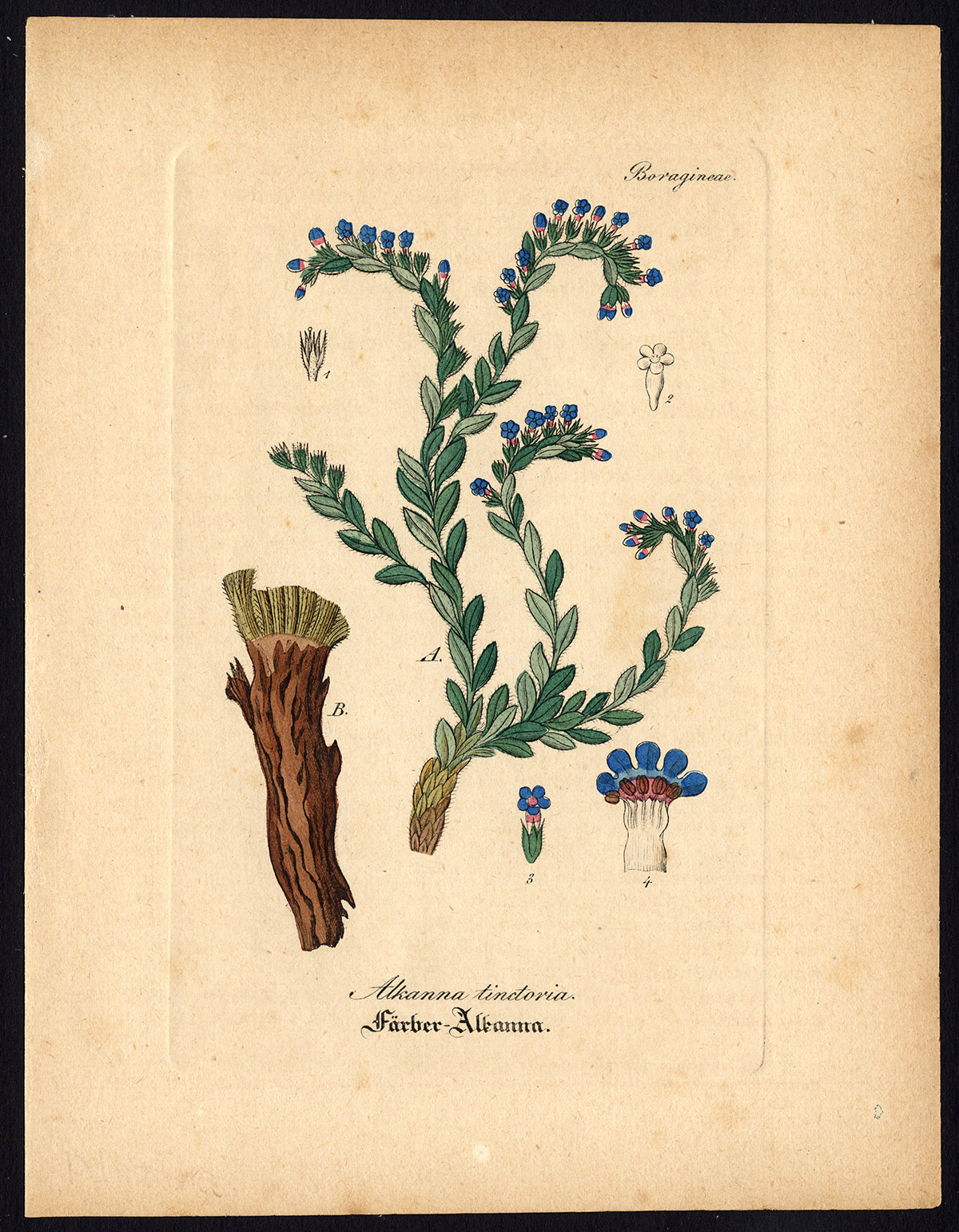 , Rare Antique Botanical Print-ALKANET-DYERS’ BUGLOSS-ALKANNA-Artus-Kirchner-1848, Pictura Antique Prints