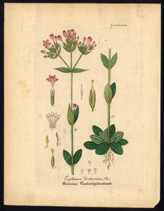 Rare Antique Botanical Print-CENTAURY-ERYTHRAEA CENTAURIUM-Artus-Kirchner-1848