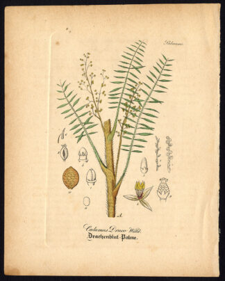 Rare Antique Botanical Print-CALAMUS DRACO-DRAGON'S BLOOD-Artus-Kirchner-1848