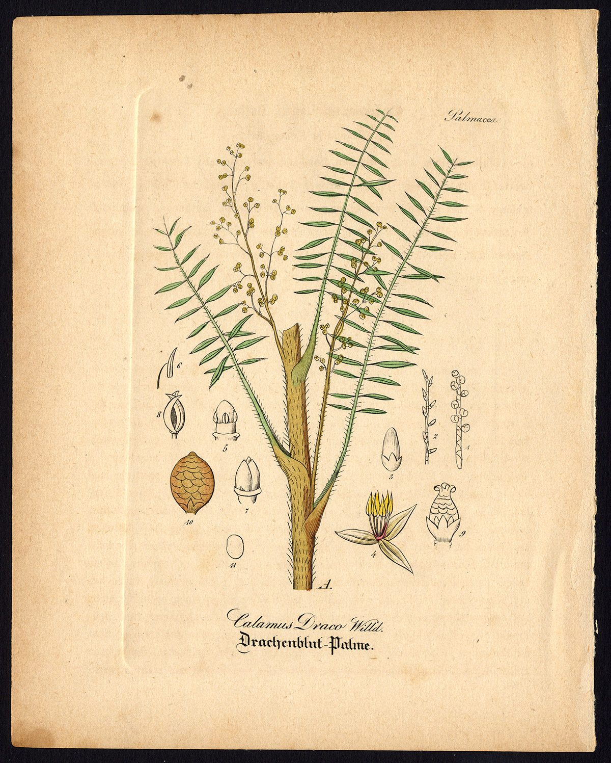 , Rare Antique Botanical Print-CALAMUS DRACO-DRAGON’S BLOOD-Artus-Kirchner-1848, Pictura Antique Prints