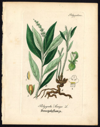 Antique Botanical Print-SENECA SNAKEROOT-POLYGALA SENEGA-Artus-Kirchner-1848