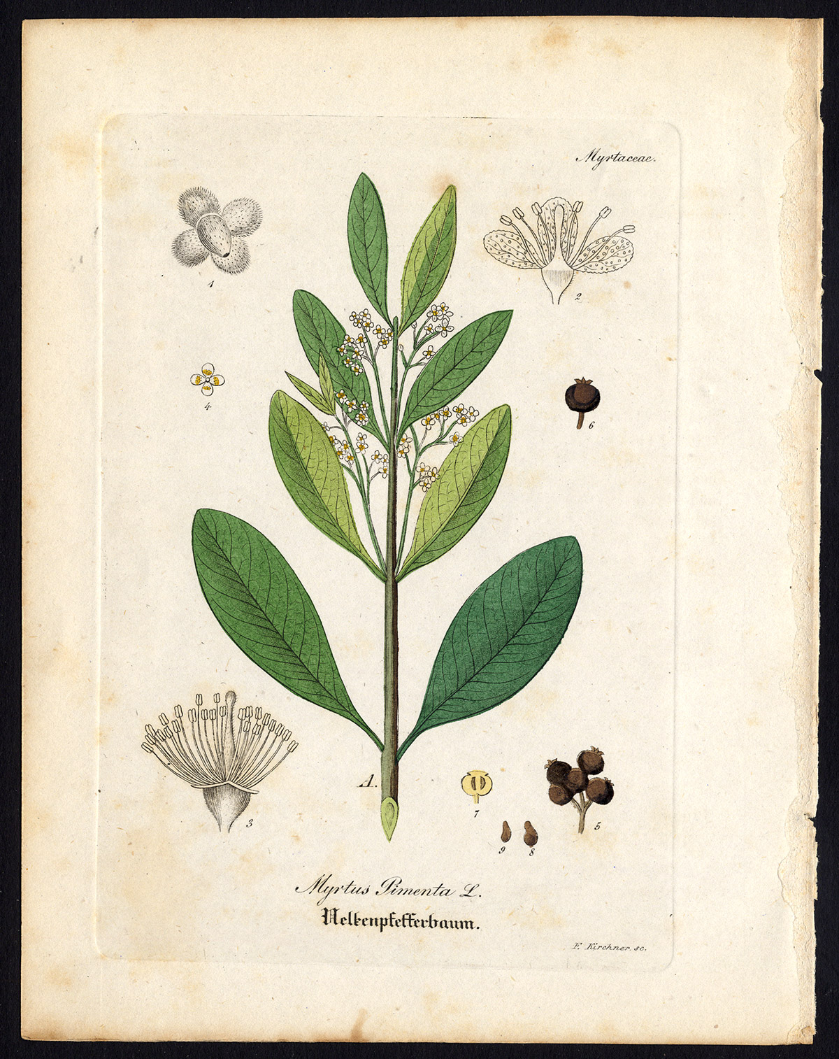 , Rare Antique Botanical Print-ALLSPICE-JAMAICA PEPPER-MYRTLE-Artus-Kirchner-1848, Pictura Antique Prints